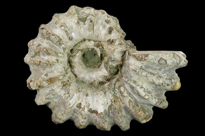 Bumpy Ammonite (Douvilleiceras) Fossil - Madagascar #134169